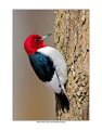 7853 red-headed woodpecker